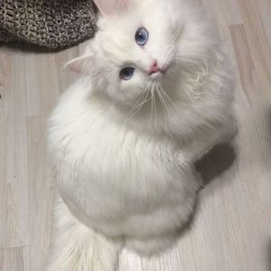 Meet your Posher, Iu